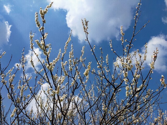 f:id:bluemoonbell:20230307145329j:image