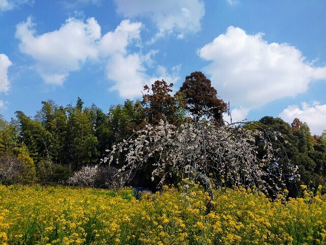 f:id:bluemoonbell:20230307145336j:image