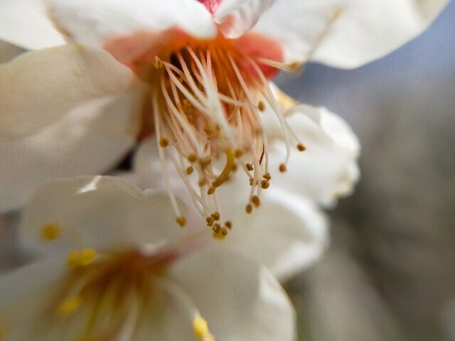 f:id:bluemoonbell:20230307145644j:image