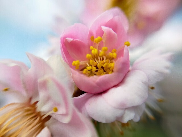 f:id:bluemoonbell:20230307145651j:image