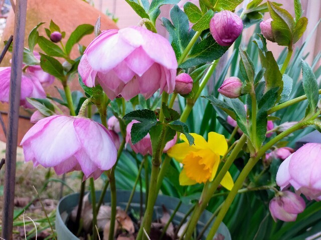 f:id:bluemoonbell:20230311094553j:image