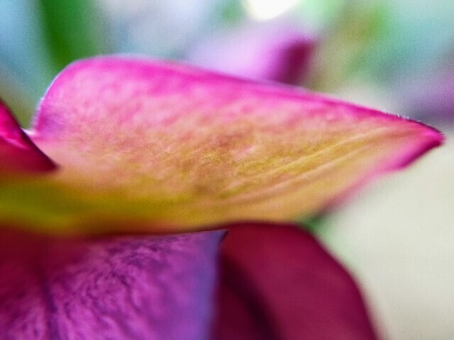 f:id:bluemoonbell:20230311094749j:image
