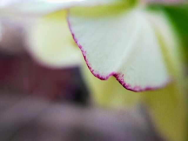 f:id:bluemoonbell:20230311094810j:image