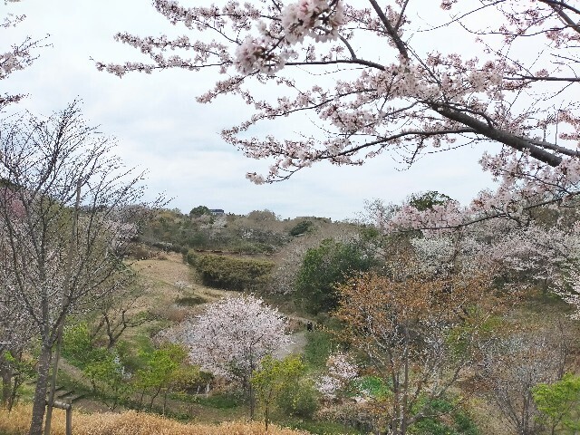 f:id:bluemoonbell:20230328075910j:image f:id:bluemoonbell:20230328075910j:image