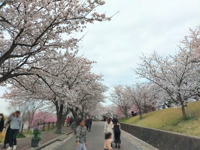 f:id:bluemoonbell:20230328080540j:image f:id:bluemoonbell:20230328080540j:image