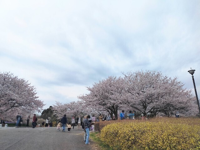 f:id:bluemoonbell:20230328080549j:image f:id:bluemoonbell:20230328080549j:image