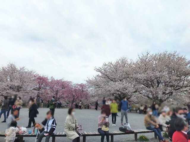 f:id:bluemoonbell:20230328080559j:image f:id:bluemoonbell:20230328080559j:image