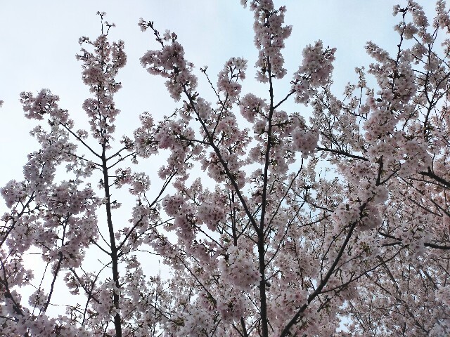 f:id:bluemoonbell:20230328080900j:image f:id:bluemoonbell:20230328080900j:image