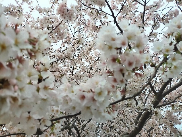 f:id:bluemoonbell:20230328080910j:image f:id:bluemoonbell:20230328080910j:image