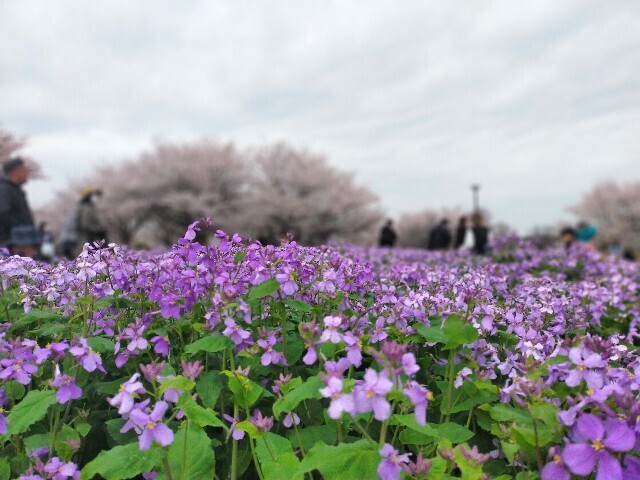 f:id:bluemoonbell:20230328081141j:image f:id:bluemoonbell:20230328081141j:image