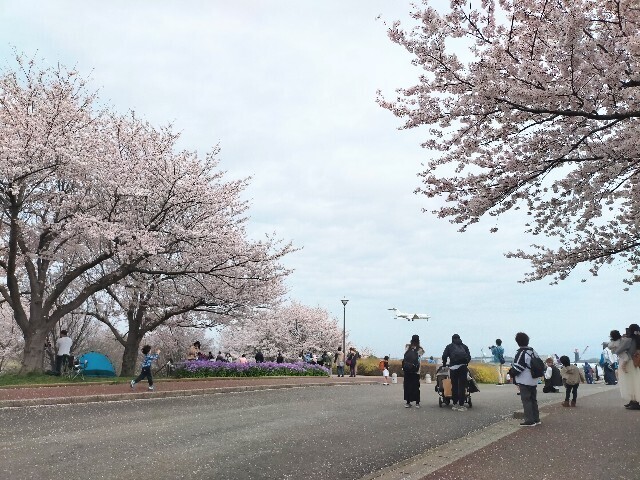 f:id:bluemoonbell:20230328081751j:image f:id:bluemoonbell:20230328081751j:image