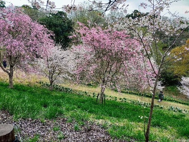 f:id:bluemoonbell:20230328081759j:image f:id:bluemoonbell:20230328081759j:image