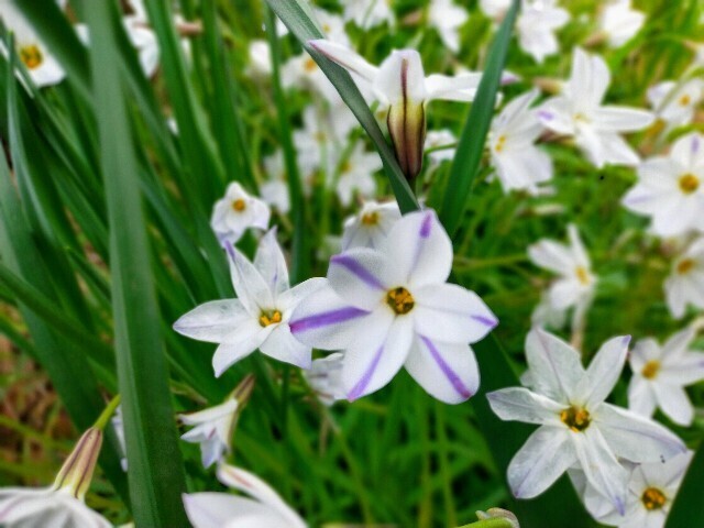 f:id:bluemoonbell:20230331082555j:image