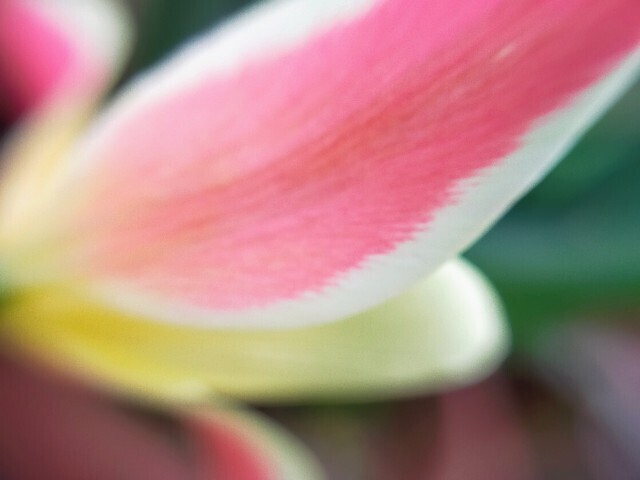 f:id:bluemoonbell:20230331082623j:image