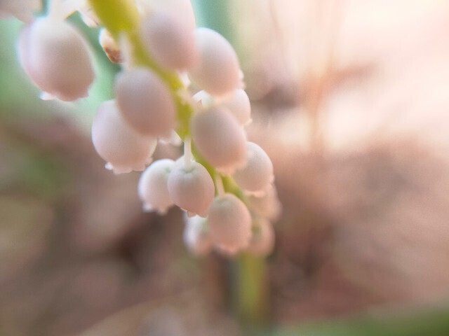 f:id:bluemoonbell:20230331082846j:image