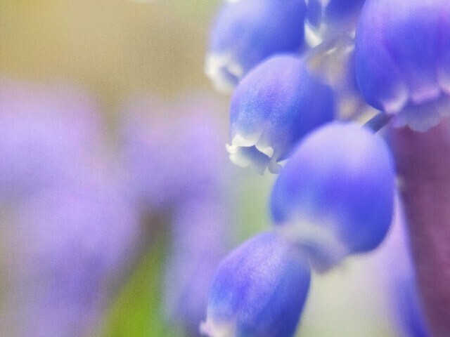 f:id:bluemoonbell:20230331082852j:image