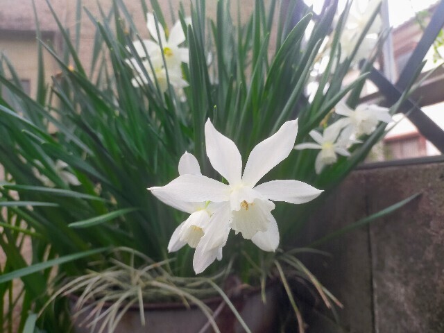 f:id:bluemoonbell:20230331082900j:image