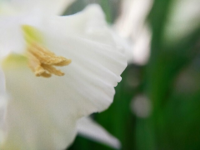 f:id:bluemoonbell:20230331082911j:image