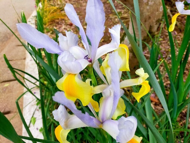 f:id:bluemoonbell:20230423144211j:image