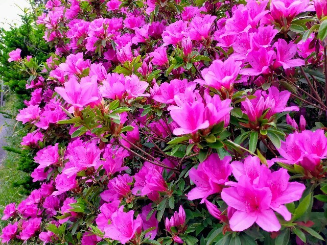 f:id:bluemoonbell:20230423144219j:image