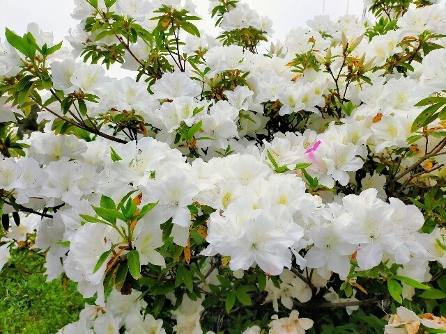 f:id:bluemoonbell:20230423144232j:image