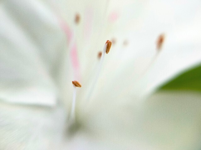 f:id:bluemoonbell:20230423144239j:image