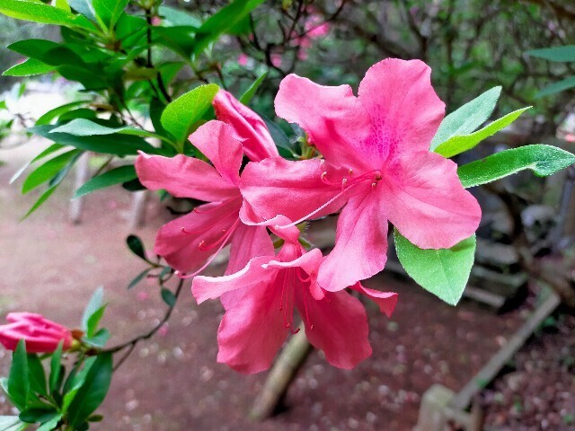 f:id:bluemoonbell:20230423144252j:image