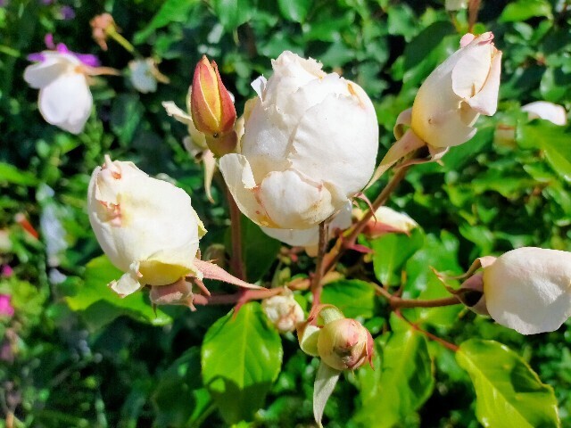 f:id:bluemoonbell:20230502195901j:image