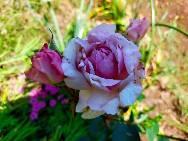 f:id:bluemoonbell:20230502195908j:image