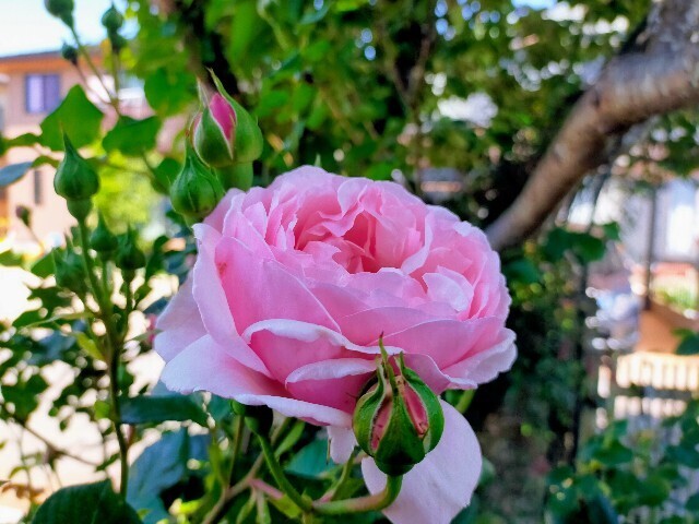 f:id:bluemoonbell:20230502195914j:image