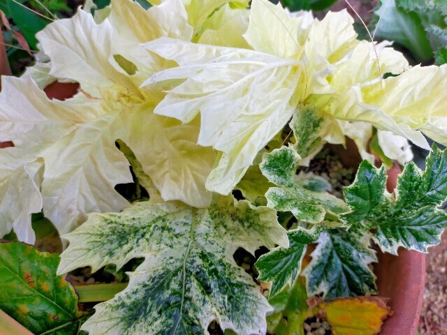 f:id:bluemoonbell:20230502195922j:image