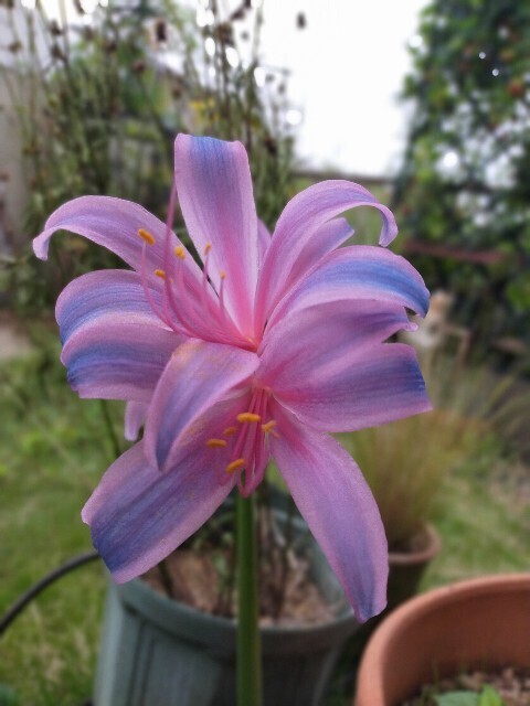 f:id:bluemoonbell:20230917180133j:image