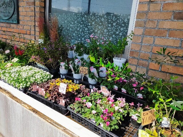 f:id:bluemoonbell:20231106201253j:image f:id:bluemoonbell:20231106201253j:image