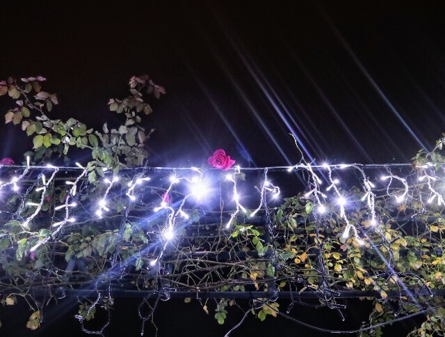 f:id:bluemoonbell:20240127145528j:image