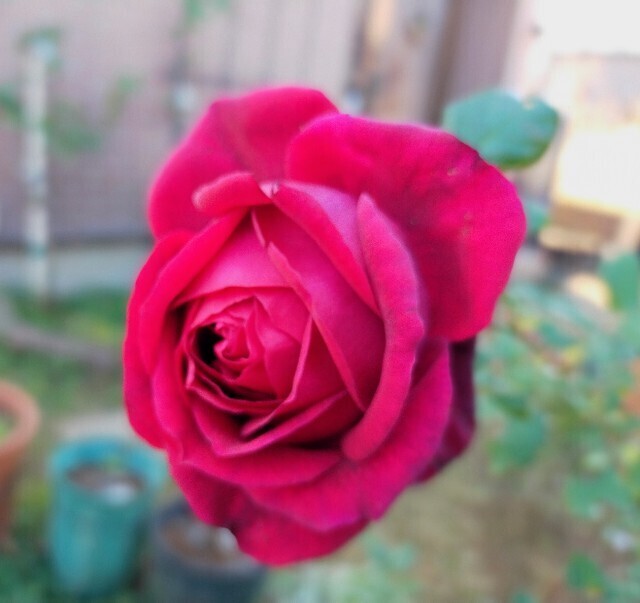 f:id:bluemoonbell:20240204154014j:image