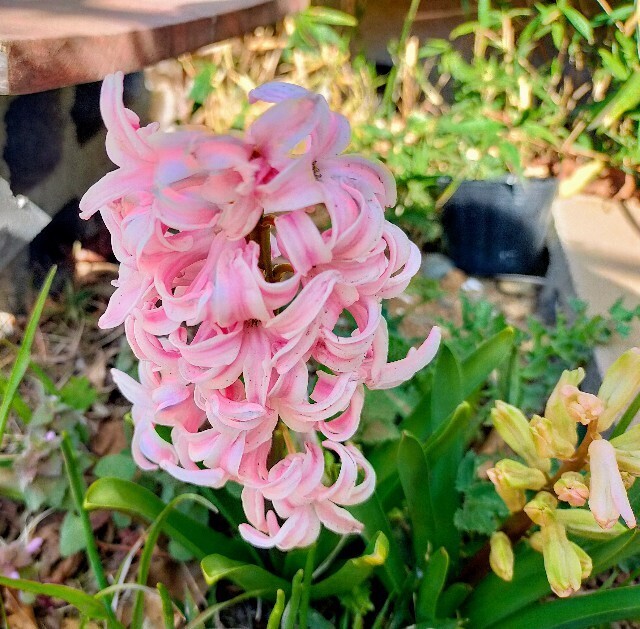 f:id:bluemoonbell:20240320130453j:image