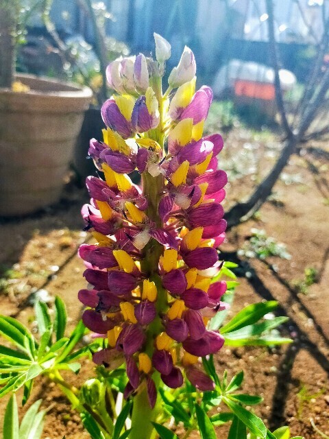 f:id:bluemoonbell:20240320130521j:image