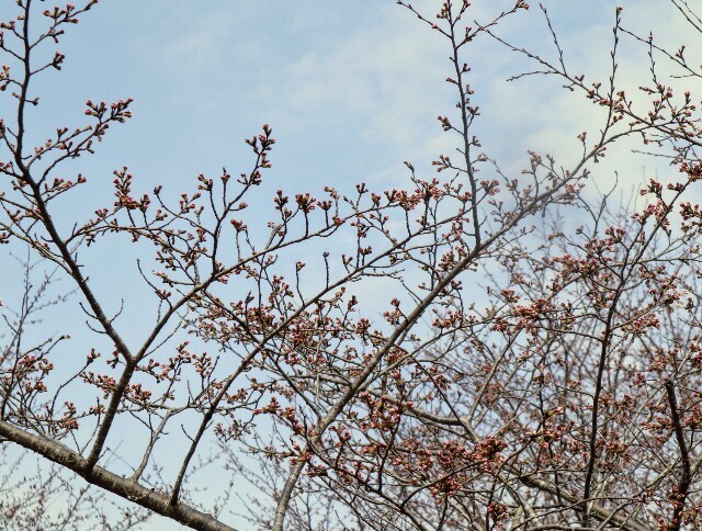 f:id:bluemoonbell:20240403125935j:image
