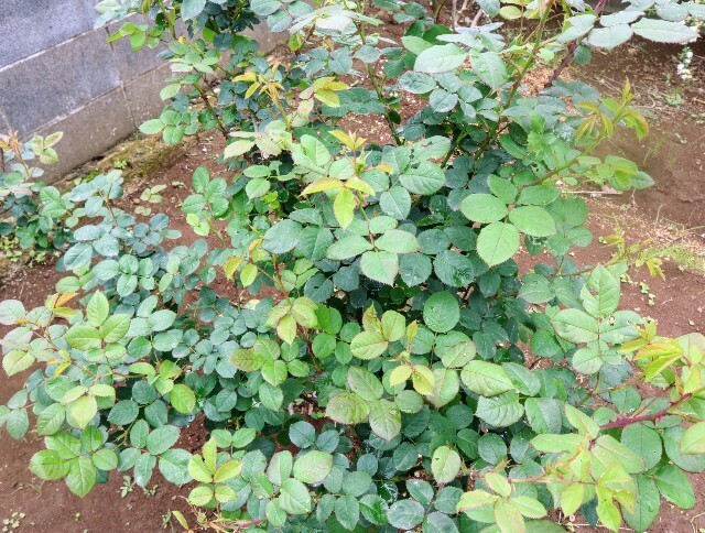 f:id:bluemoonbell:20240424133332j:image