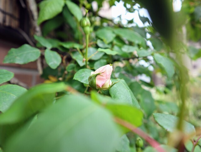 f:id:bluemoonbell:20240424133344j:image
