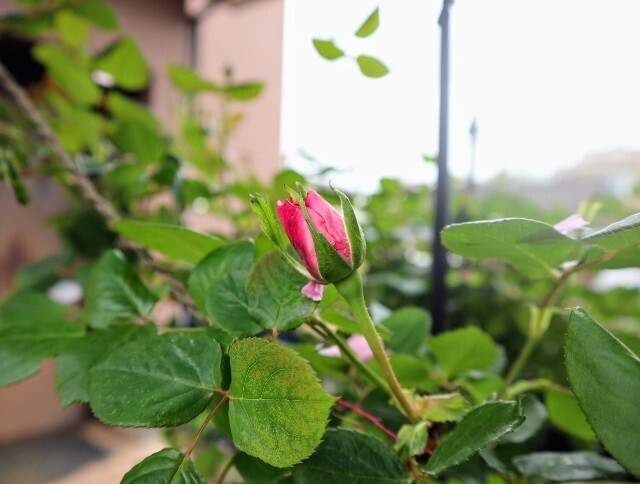 f:id:bluemoonbell:20240424133400j:image