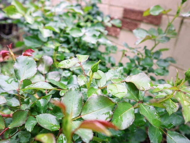 f:id:bluemoonbell:20240424133635j:image