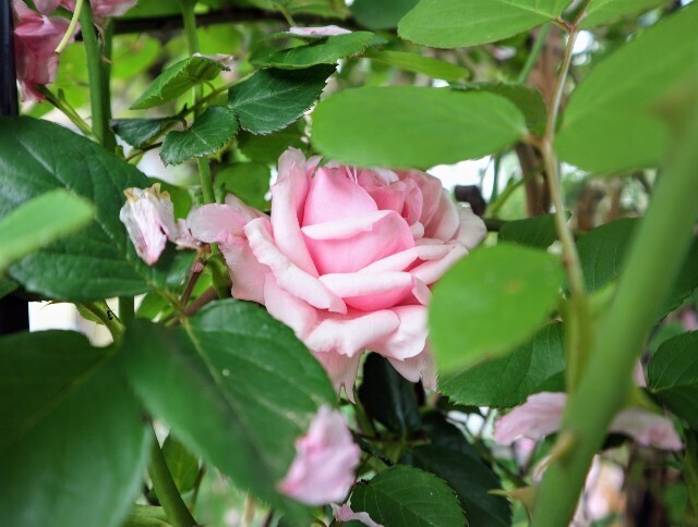 f:id:bluemoonbell:20240426180400j:image f:id:bluemoonbell:20240426180400j:image