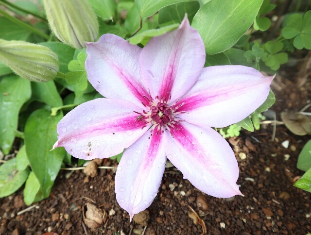 f:id:bluemoonbell:20240426180421j:image f:id:bluemoonbell:20240426180421j:image