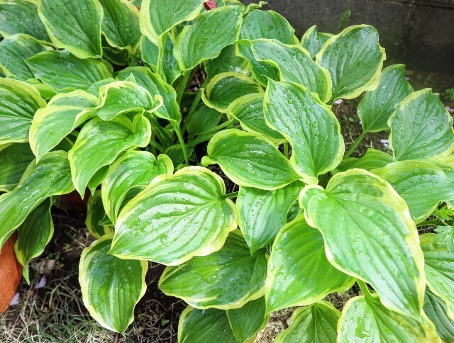 f:id:bluemoonbell:20240426180432j:image f:id:bluemoonbell:20240426180432j:image