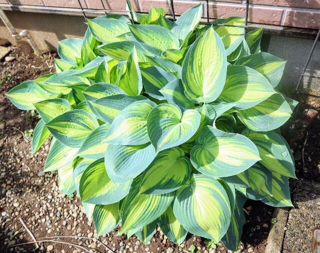 f:id:bluemoonbell:20240426180441j:image f:id:bluemoonbell:20240426180441j:image