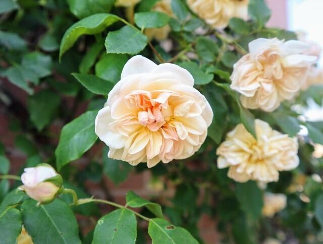 f:id:bluemoonbell:20240504142439j:image