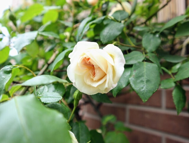 f:id:bluemoonbell:20240504142455j:image