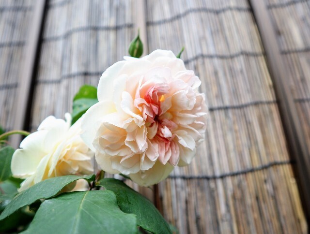 f:id:bluemoonbell:20240504142505j:image
