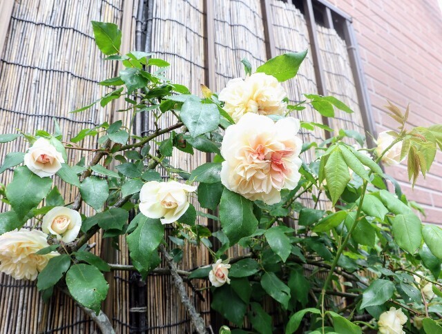 f:id:bluemoonbell:20240504142515j:image